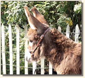 Wit's End Appalachian Foxfire