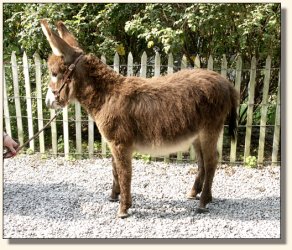 Wit's End Appalachian Foxfire