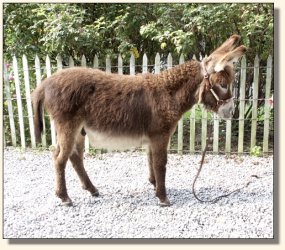 Wit's End Appalachian Foxfire