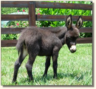 Wit's End Genie in a Bottle