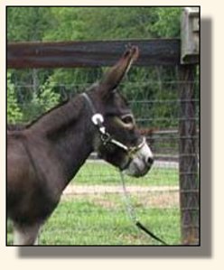 Gladybrooke Georgi Girl