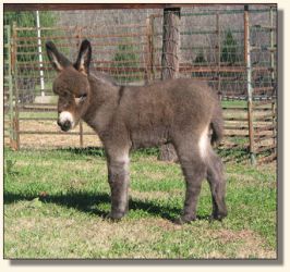 Wit's End Ginger-Snap