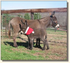 Wit's End Ginger-Snap