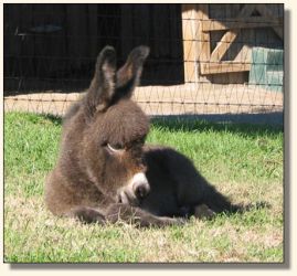 Wit's End Ginger-Snap