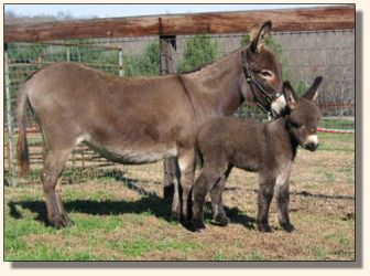 Wit's End Ginger-Snap