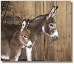 Summer and One for the Gipper