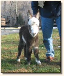 Wit's End Hallelujah, aka Hallie