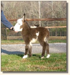 Wit's End Hallelujah, aka Hallie