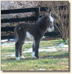 Wit's End Hallelujah, aka Hallie