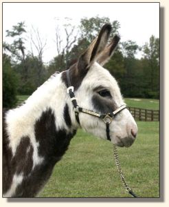 Heiken's Ark Sunflower