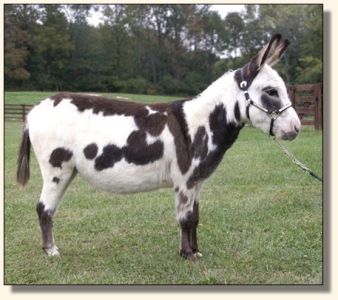 Heiken's Ark Sunflower