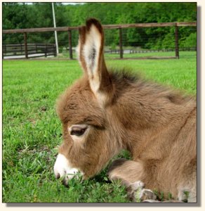 Wit's End Hoof Prince