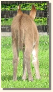 Wit's End Hoof Prince