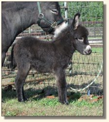 Wit's End Hotty Chocolate