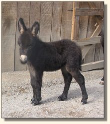 Wit's End Hotty Chocolate