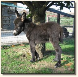 Wit's End Hotty Chocolate