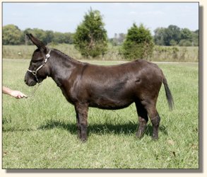 Sunset Acres Jitterbug