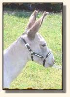 Head study of our gelding, Jo Jo (6759 bytes)