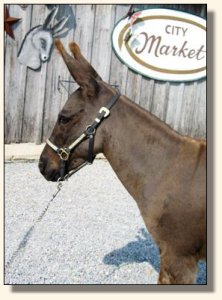 KiTerra's Miss Ebony