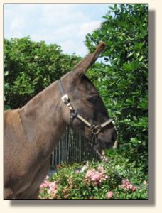 KiTerra's Miss Ebony