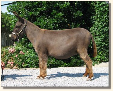 KiTerra's Miss Ebony