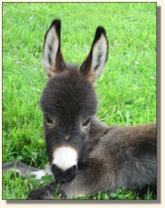 Wit's End Kiss Me Kate