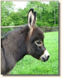 Wit's End Kiss Me Kate