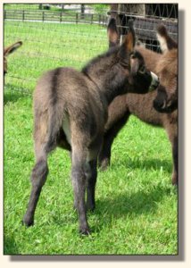 Wit's End Kiss Me Kate