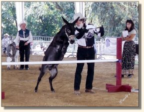 Komotion & Bob Coon Jumping