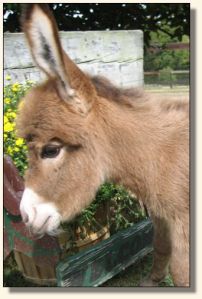 Wit's End Lotta Kurb Appeal aka Kurby