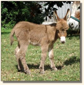 Wit's End Lotta Kurb Appeal aka Kurby