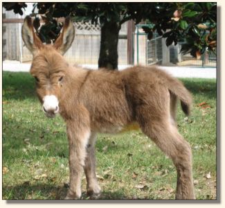 Wit's End Lotta Kurb Appeal aka Kurby