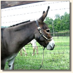Pine Grove Farm's Lollipop