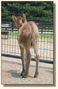 Wit's End Mayzie Day