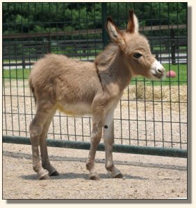 Wit's End Mayzie Day