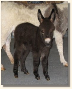 Wit's End McDreamy aka Dempsey