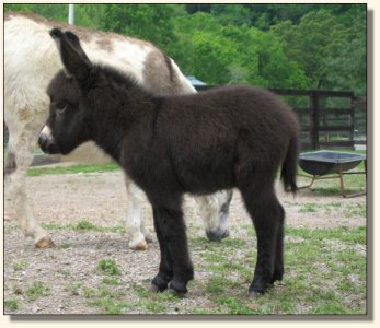 Wit's End McDreamy aka Dempsey