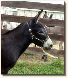Click photo of miniature donkey to enlarge image