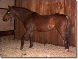 Mocha, Wee Farms II's driving pony (10,794 bytes)