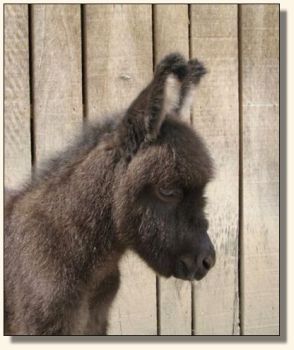 Wit's End Racer's Pace Car aka Pacer