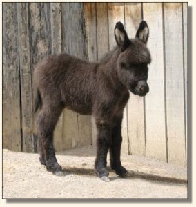 Wit's End Racer's Pace Car aka Pace