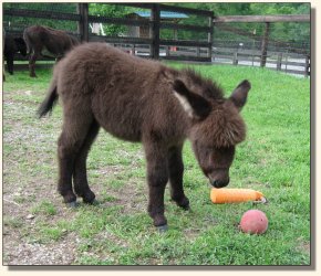 Wit's End Racer's Pace Car aka Pace