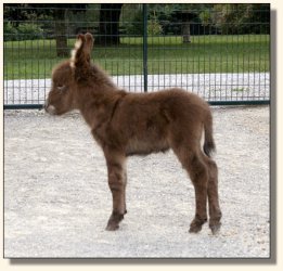 Wit's End El Presidente