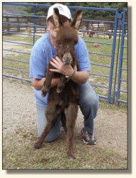 Wit's End El Presidente