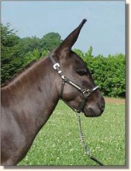 Sunset Acres Racer (12,003 bytes)