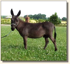 Sunset Acres Racer (17,615 bytes)