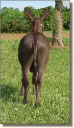 Sunset Acres Racer (11,953 bytes)