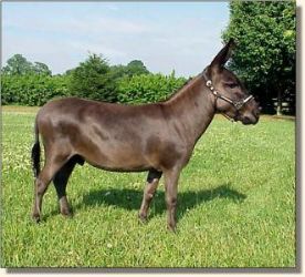 Sunset Acres Racer (20,988 bytes)