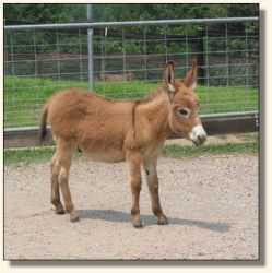 Wit's End Lil' Red Rudi