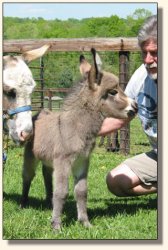 Wit's End Ruff-N-Ready